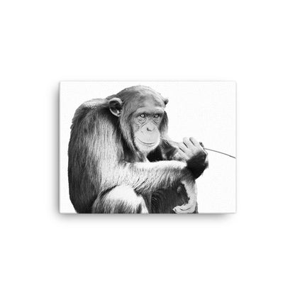 Chimpanzee - Black & White - Canvas