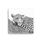 Black and white image of a leopard laying on a limb in a tree on a white canvas.  