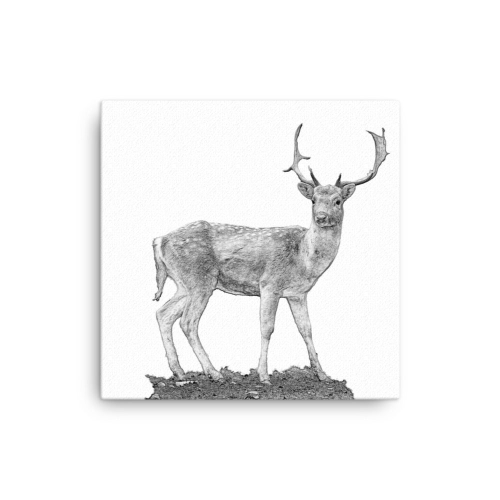 Black and white image of a fallow deer on a white canvas.  
