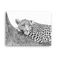 Leopard - Black & White - Canvas