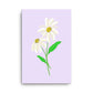 Daisy Day - Selago - Canvas