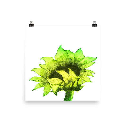 Sunflower - Sunny - Art Print