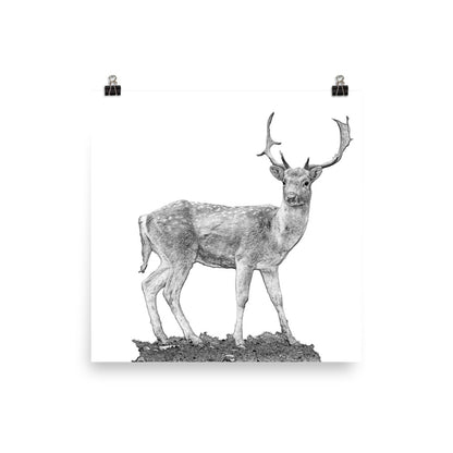 Fallow Deer - Black & White - Art Print