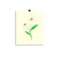 Daisy Day - Paris Daisy - Art Print