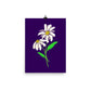 Daisy Day - Ripe Plum - Art Print