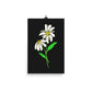 Daisy Day - Ink - Art Print