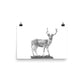 Fallow Deer - Black & White - Art Print