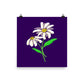 Daisy Day - Ripe Plum - Art Print