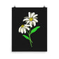 Daisy Day - Ink - Art Print