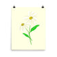 Daisy Day - Paris Daisy - Art Print