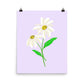 Daisy Day - Selago - Art Print