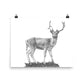 Fallow Deer - Black & White - Art Print