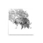 Tigers - Limited Edition - Black & White - Art Print
