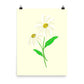 Daisy Day - Paris Daisy - Art Print