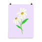 Daisy Day - Selago - Art Print