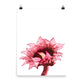Sunflower - Crimson - Art Print