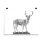 Fallow Deer - Black & White - Art Print