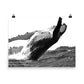 Humpback Whale - Black & White - Art Print