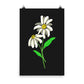 Daisy Day - Ink - Art Print