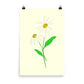 Daisy Day - Paris Daisy - Art Print