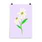 Daisy Day - Selago - Art Print