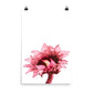 Sunflower - Crimson - Art Print