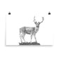 Fallow Deer - Black & White - Art Print