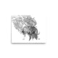 Tigers - Limited Edition - Black & White - Art Print