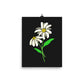 Daisy Day - Ink - Art Print