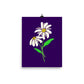 Daisy Day - Ripe Plum - Art Print